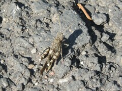 Oedipoda germanica