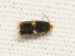 Ectoedemia similella