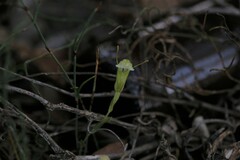 Pterostylis dilatata
