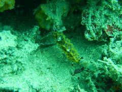 Halgerda wasinensis