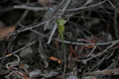 Pterostylis dilatata