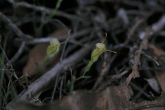 Pterostylis dilatata