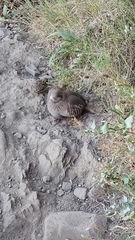 Alectoris rufa hispanica