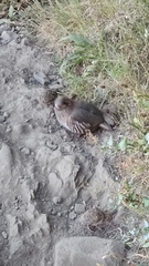 Alectoris rufa hispanica