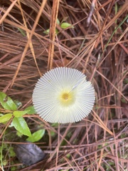 Leucocoprinus fragilissimus image