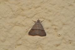 Tetanolita mutatalis