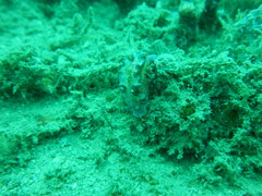 Glossodoris