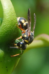 Stenodynerus propinquus