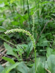 Plantago asiatica