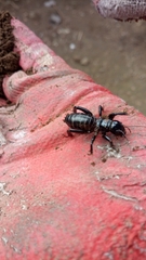 Stenopelmatus minor