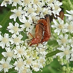Rhagonycha fulva