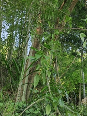 Mallotus repandus