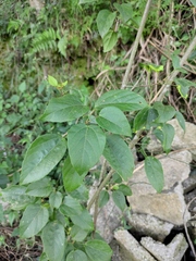 Mallotus repandus