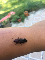 Parallelostethus attenuatus