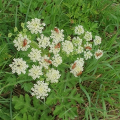 Rhagonycha fulva