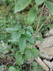 Mallotus repandus