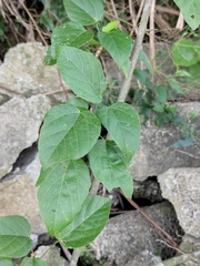 Mallotus repandus