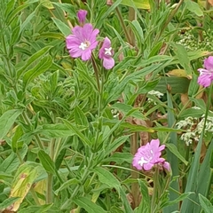 Epilobium hirsutum