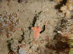 Pseudoceros prudhoei