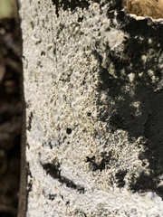 Protoblastenia rupestris