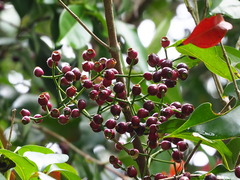 Syzygium formosanum
