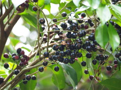 Syzygium formosanum