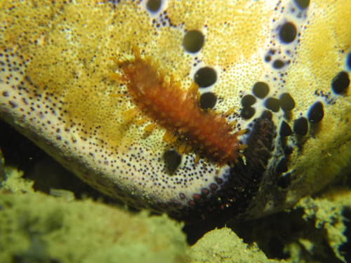 Amphinomida