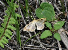 Polygrammodes flavidalis