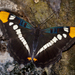 Mariposa Monjita de Arizona - Photo (c) Bill Bouton, algunos derechos reservados (CC BY-NC-SA)