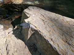 Onychogomphus forcipatus