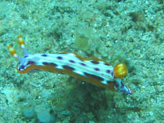 Hypselodoris maculosa