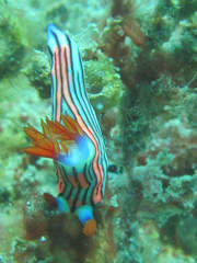 Nembrotha