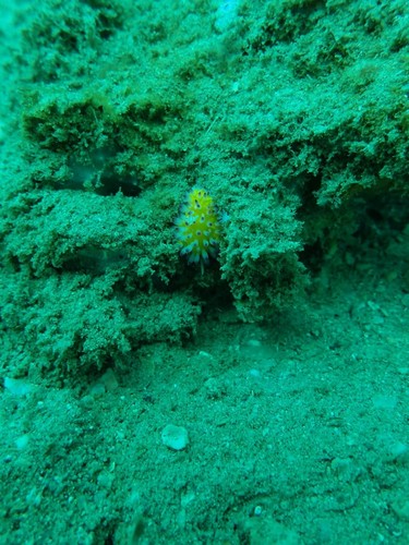 Cadlinella ornatissima