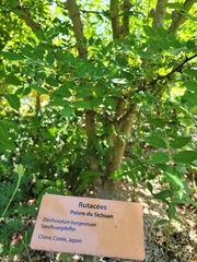 Zanthoxylum bungeanum