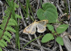 Polygrammodes flavidalis