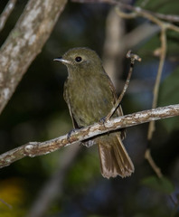 Schiffornis virescens