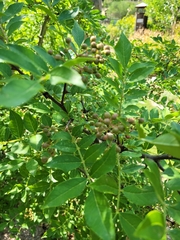 Zanthoxylum bungeanum