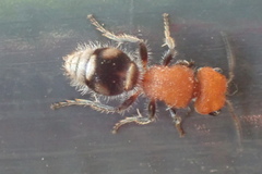 Pseudomethoca vanduzei