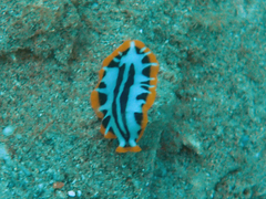 Pseudoceros scriptus