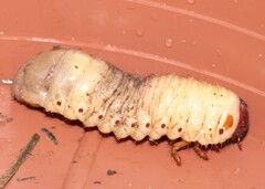 Oryctes nasicornis