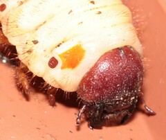 Oryctes nasicornis
