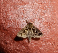 Chrysodeixis permissa