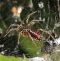 Allagelena gracilens