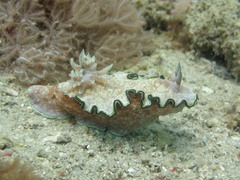 Glossodoris