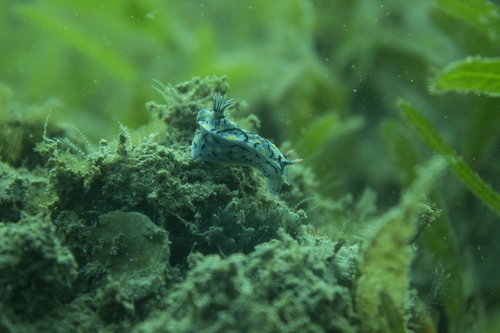 Hypselodoris kanga