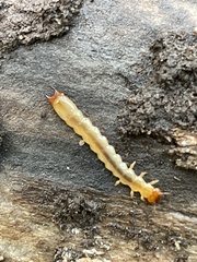 Neopyrochroa flabellata