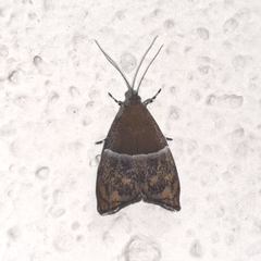 Hemerophila