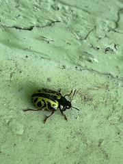 Calligrapha fulvipes