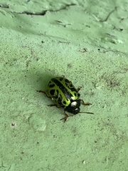 Calligrapha fulvipes