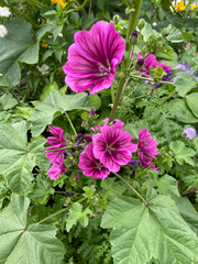 Malva sylvestris mauritiana